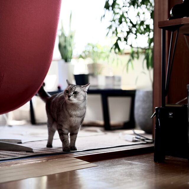 🐈‍⬛🌈
長い間ずっと一緒にいてくれてありがとう。
.
.
.
.
.
.
.
.
.
.
.
.
.
.
.
.
.

2024年9月27日18時20分頃、愛猫みゅう君が虹の橋を渡りました。

約19年間を一緒に過ごしてきた色んな想い出を駆け巡らせながら、体調が急変してから亡くなるまでの数時間、最期までずっとそばで見守りながら看取ることができました。

生前に可愛がってくれた方、お世話になった方、たまにアップする愛猫のストーリーズにリアクションしてくださっていた方々へご報告もかねて、この場をお借りして深く感謝申し上げます。