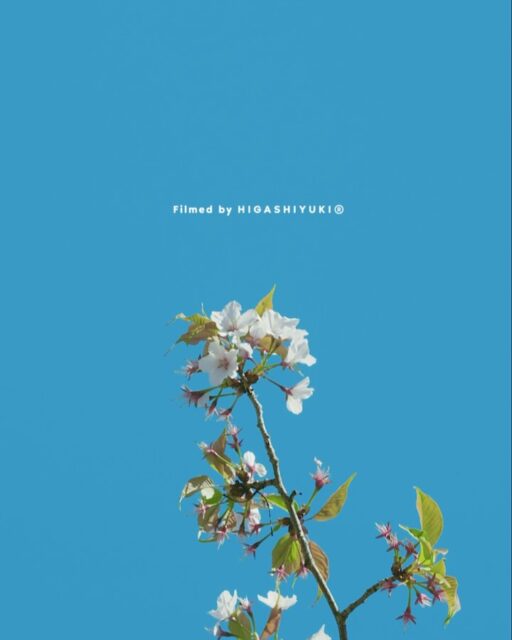 I captured and edited this film to express the vitality of cherry blossoms interwoven with fresh green leaves. Swaying gently in the calm breeze and blending into the clear, cloudless blue sky, the scene evokes the arrival of the season of new greenery in a refreshing and vibrant way.  #LUMIXJAPAN #LUMIX #LUMIXS1 #shotonlumix #lumixs100mmf28marco #lumixcinema #panasonic #spring #bluesky  #artvideo #artvisual #sakura #cherryblossom #apa #公益社団法人日本広告写真家協会 

- 若葉混じりの生命力あふれる桜が、穏やかな風に靡きながら雲ひとつない綺麗な青空に溶け込んで、新緑の季節の訪れを知らせてくれていました。