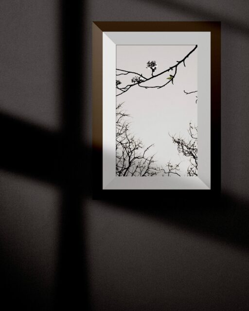 Amidst a grove of decaying trees, a cherry tree on the verge of collapse quietly endures. Its blossoms and fresh young leaves, striving to sustain life, bring a sense of chaos to the scene—one that leaves a strong and unforgettable impression.  #LUMIXJAPAN #LUMIX #LUMIXS1 #shotonlumix #LUMIXS100mmF18 #lumixcinema #panasoni #chaos #monochrome #lightandshade
 #artvideo #artvisual #sakura #cherryblossom #apa #公益社団法人日本広告写真家協会

4月某日、福岡市にある谷公園というところで撮影。
ほとんど葉がついていない古い木々と、朽ちかけの桜の木を試行錯誤して構図に収めました。合成加工はしていません。＊カラーグレーディングのみ。カラスの鳴き声だけアフレコです☝🏻
前回ポストしたフレッシュな桜の映像と対照的に、混沌とした印象の作品にしました。